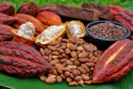 UNOCACE - Pruebas para la compra de cacao en mazorcas