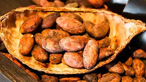 UNOCACE - Productos: Cacao en grano Nacional Fino de Aroma, Cacao en grano CCN51